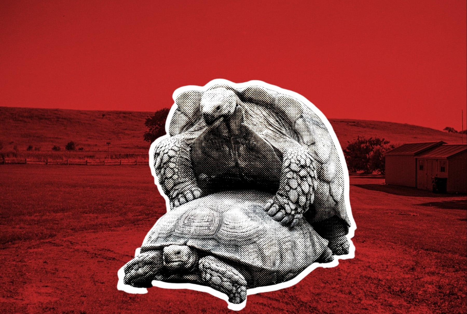 Saving the Earth One Spicy Shell-Fie at a Time