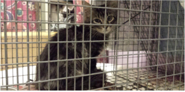A Rally Cat Lookalike Is in Custody — Could It Be the One?
